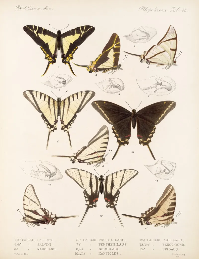 Insecta Lepidoptera Rhopalocera Pl 069 Wall Art by Frederick DuCane Godman - High-Resolution Digital Print