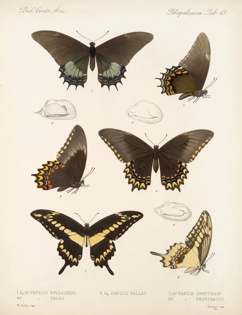 Insecta Lepidoptera Rhopalocera Pl 070 Wall Art by Frederick DuCane Godman - High-Resolution Digital Print