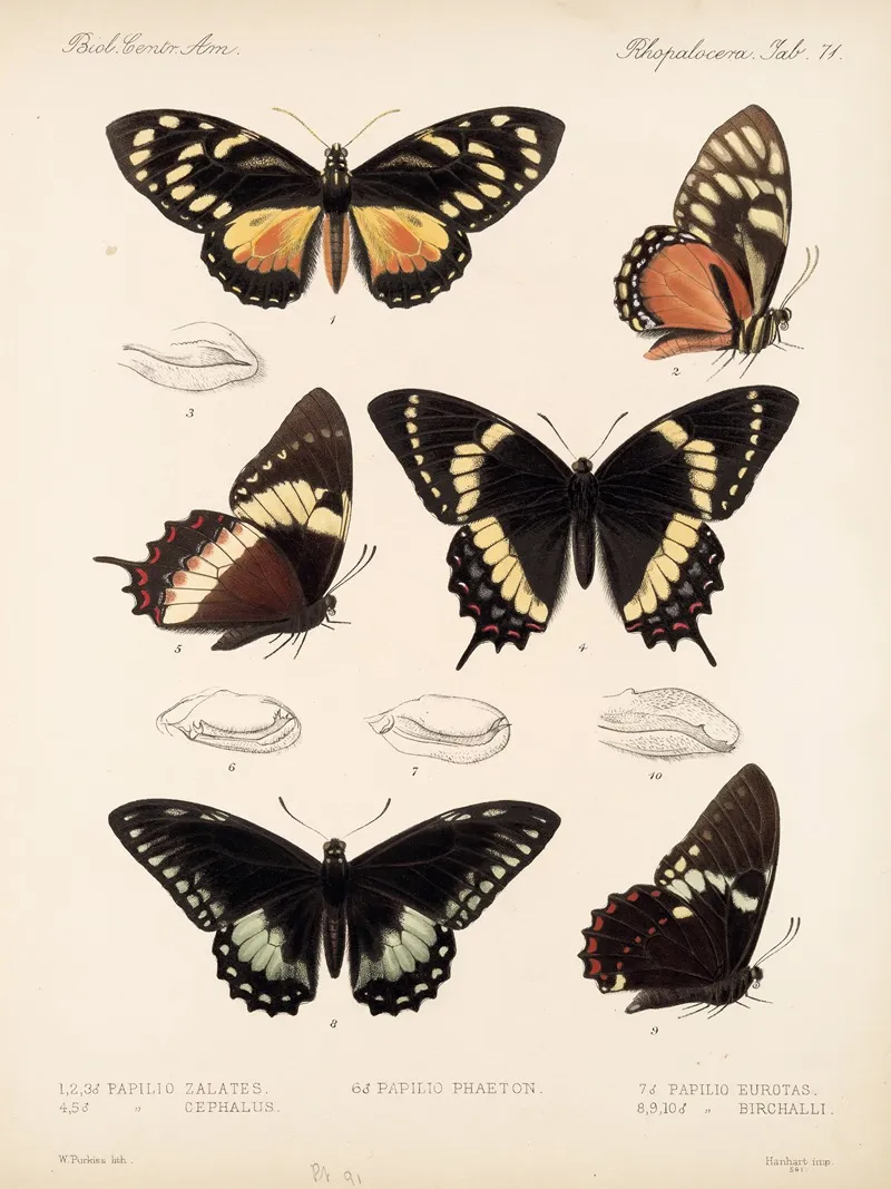 Insecta Lepidoptera Rhopalocera Pl 072 Wall Art by Frederick DuCane Godman - High-Resolution Digital Print