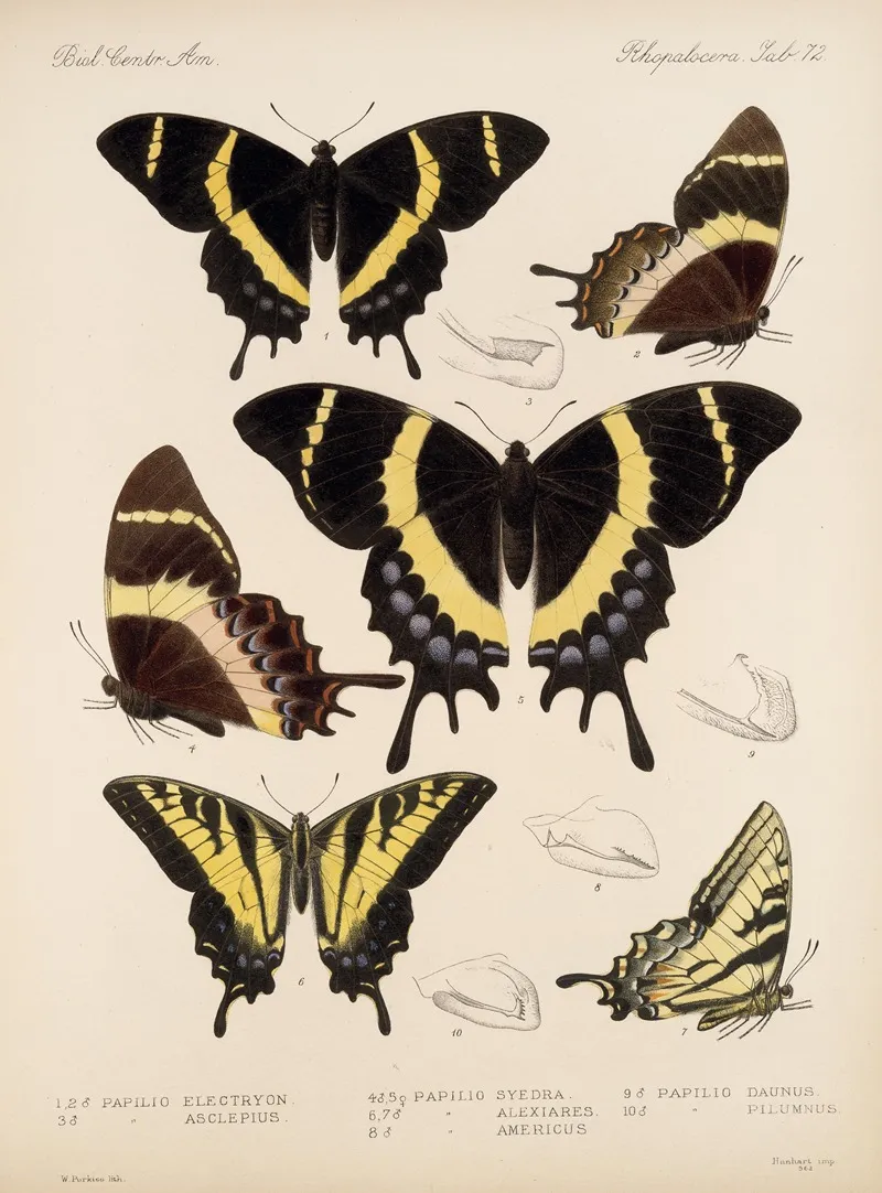 Insecta Lepidoptera Rhopalocera Pl 073 Wall Art by Frederick DuCane Godman - High-Resolution Digital Print