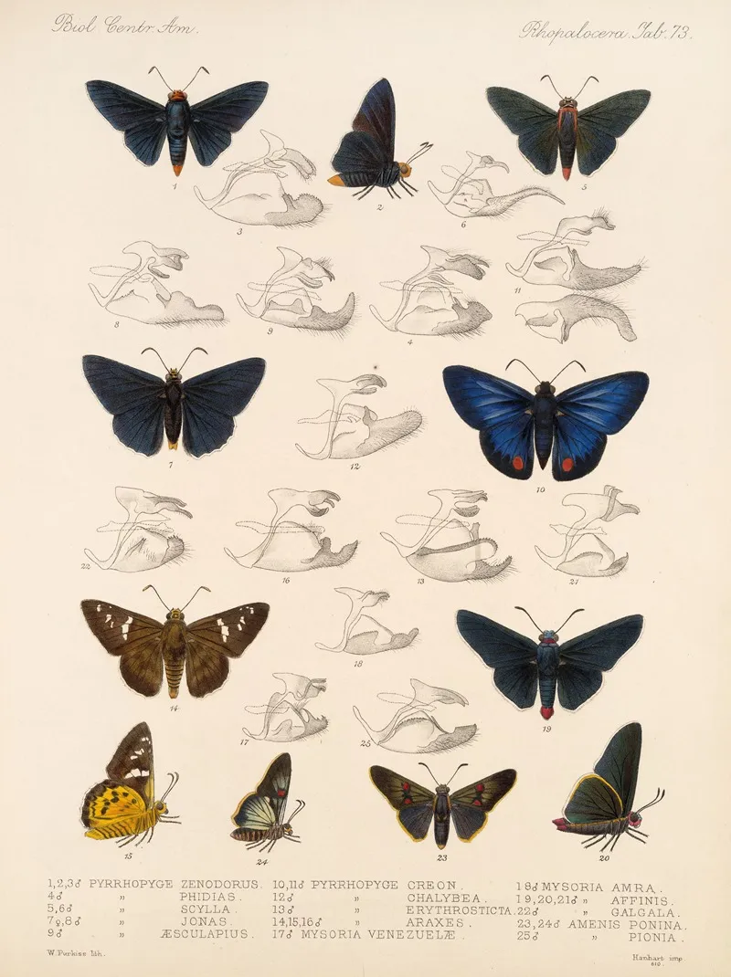 Insecta Lepidoptera Rhopalocera Pl 074 Wall Art by Frederick DuCane Godman - High-Resolution Digital Print