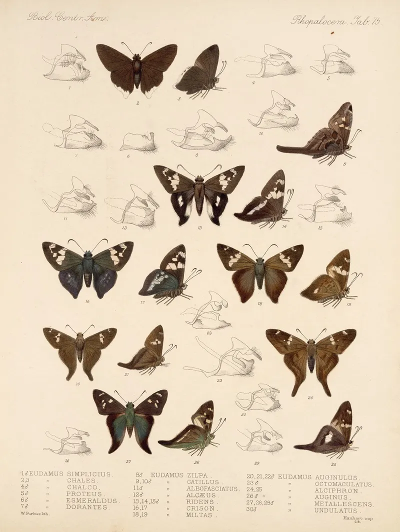 Insecta Lepidoptera Rhopalocera Pl 076 Wall Art by Frederick DuCane Godman - High-Resolution Digital Print