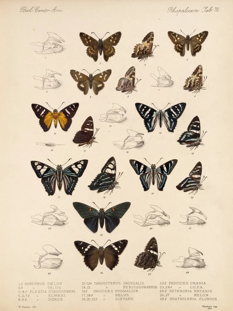 Insecta Lepidoptera Rhopalocera Pl 077 Wall Art by Frederick DuCane Godman - High-Resolution Digital Print