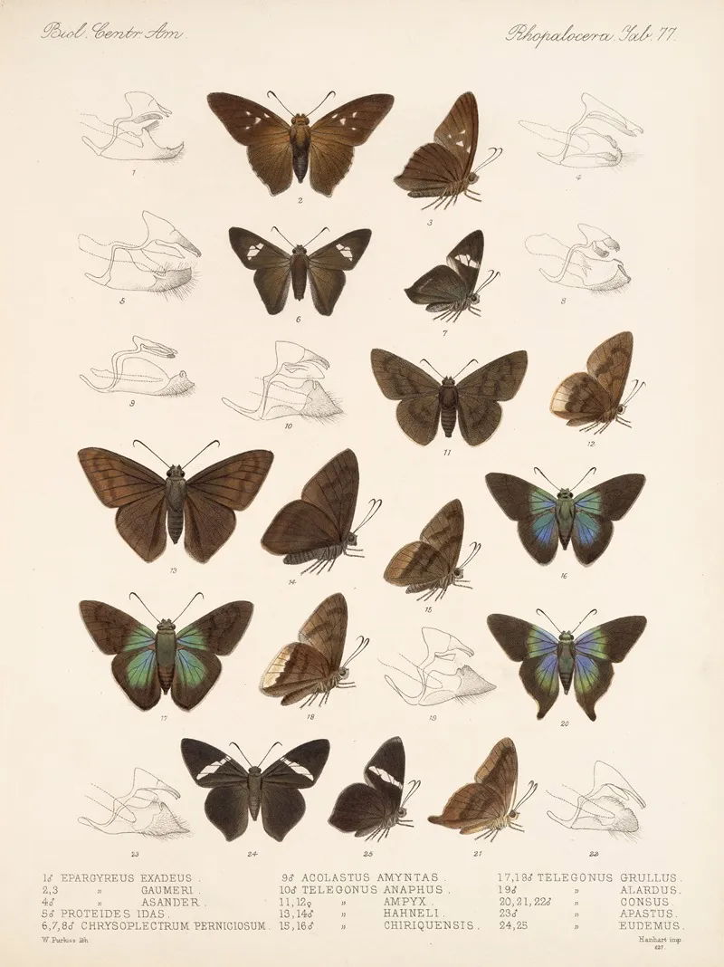 Insecta Lepidoptera Rhopalocera Pl 078 Wall Art by Frederick DuCane Godman - High-Resolution Digital Print