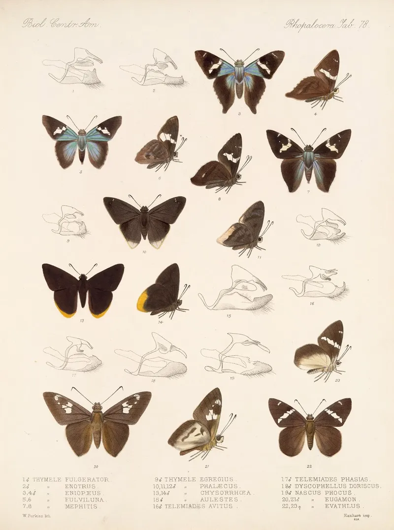 Insecta Lepidoptera Rhopalocera Pl 079 Wall Art by Frederick DuCane Godman - High-Resolution Digital Print