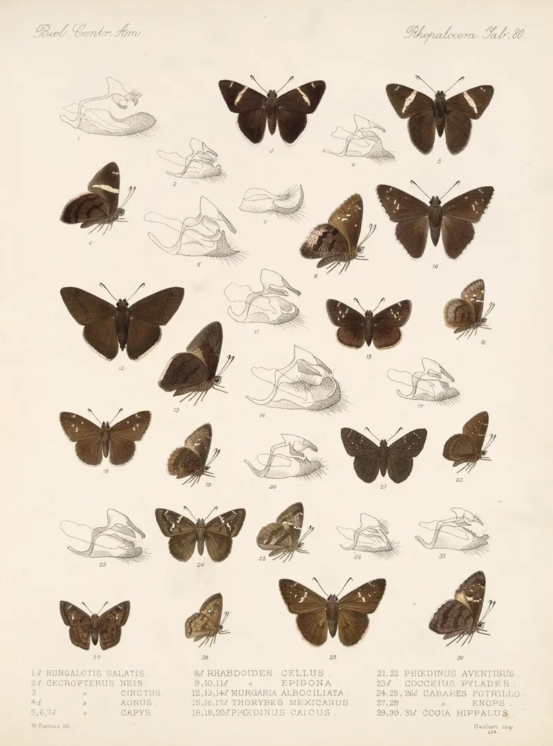 Insecta Lepidoptera Rhopalocera Pl 081 Wall Art by Frederick DuCane Godman - High-Resolution Digital Print
