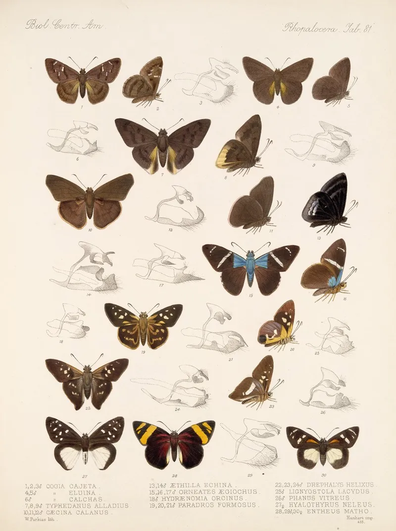 Insecta Lepidoptera Rhopalocera Pl 082 Wall Art by Frederick DuCane Godman - High-Resolution Digital Print
