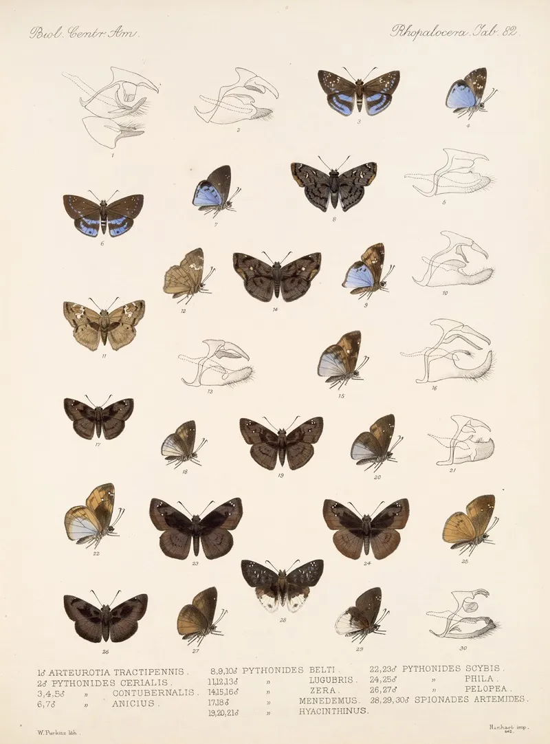 Insecta Lepidoptera Rhopalocera Pl 083 Wall Art by Frederick DuCane Godman - High-Resolution Digital Print