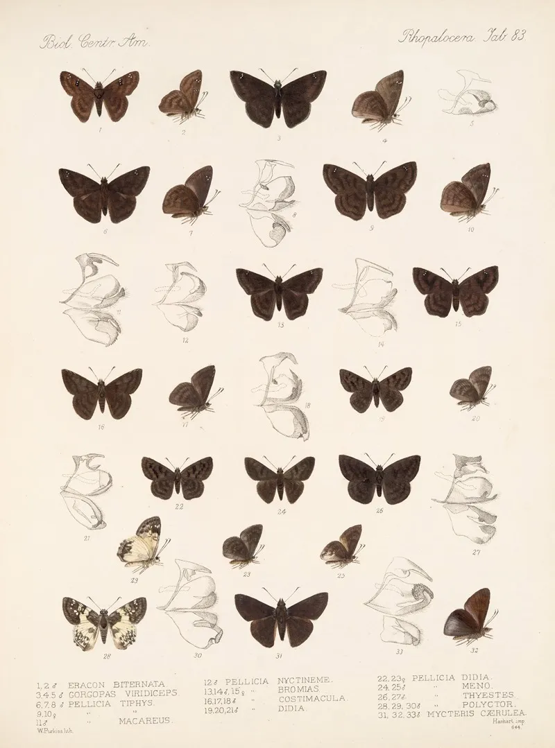 Insecta Lepidoptera Rhopalocera Pl 084 Wall Art by Frederick DuCane Godman - High-Resolution Digital Print