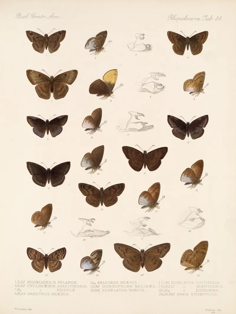 Insecta Lepidoptera Rhopalocera Pl 085 Wall Art by Frederick DuCane Godman - High-Resolution Digital Print