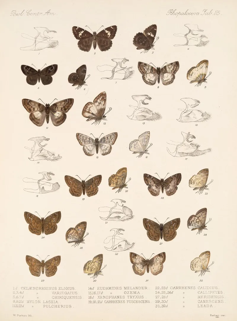 Insecta Lepidoptera Rhopalocera Pl 086 Wall Art by Frederick DuCane Godman - High-Resolution Digital Print