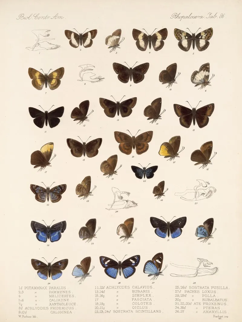 Insecta Lepidoptera Rhopalocera Pl 087 Wall Art by Frederick DuCane Godman - High-Resolution Digital Print