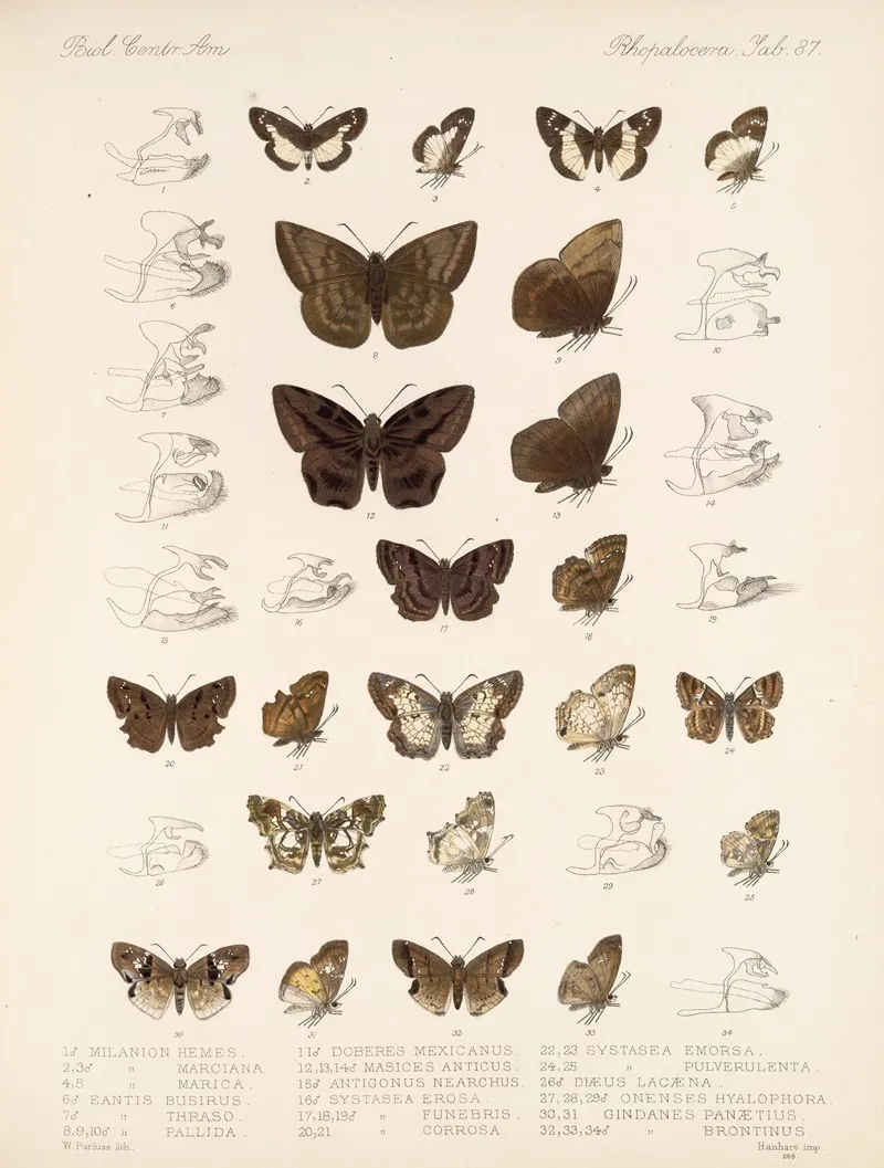 Insecta Lepidoptera Rhopalocera Pl 088 Wall Art by Frederick DuCane Godman - High-Resolution Digital Print