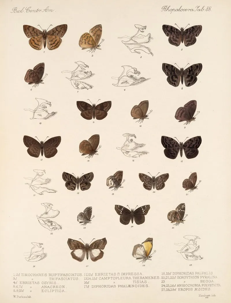 Insecta Lepidoptera Rhopalocera Pl 089 Wall Art by Frederick DuCane Godman - High-Resolution Digital Print