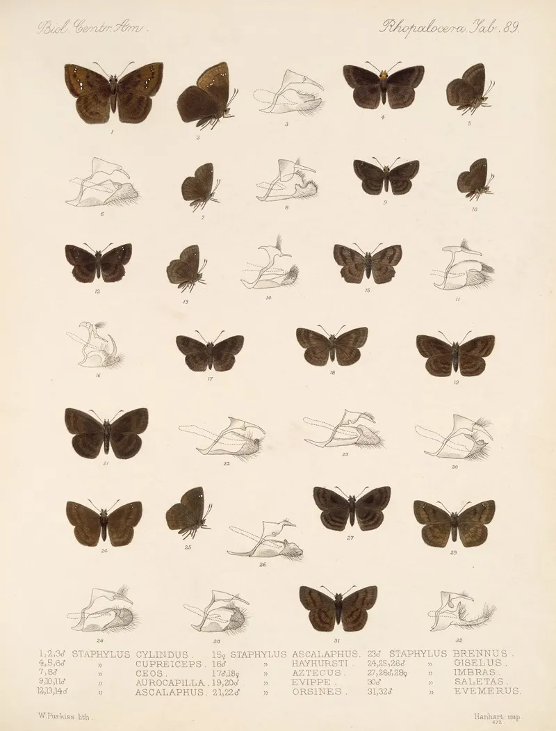 Insecta Lepidoptera Rhopalocera Pl 090 Wall Art by Frederick DuCane Godman - High-Resolution Digital Print