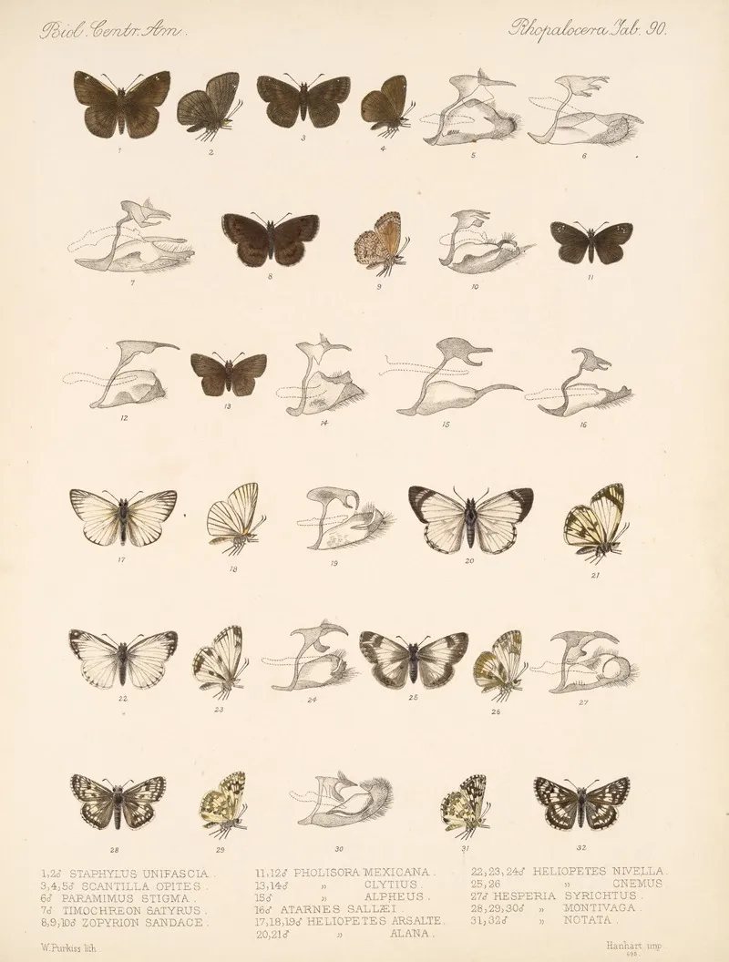 Insecta Lepidoptera Rhopalocera Pl 091 Wall Art by Frederick DuCane Godman - High-Resolution Digital Print