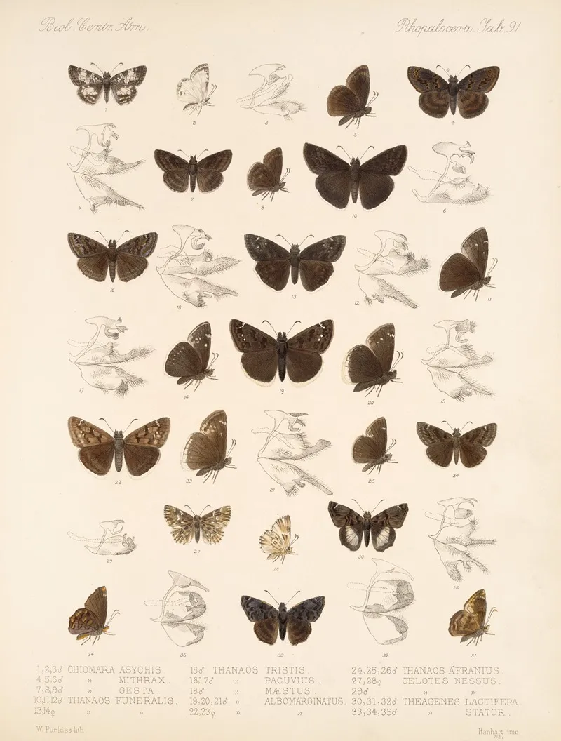 Insecta Lepidoptera Rhopalocera Pl 092 Wall Art by Frederick DuCane Godman - High-Resolution Digital Print