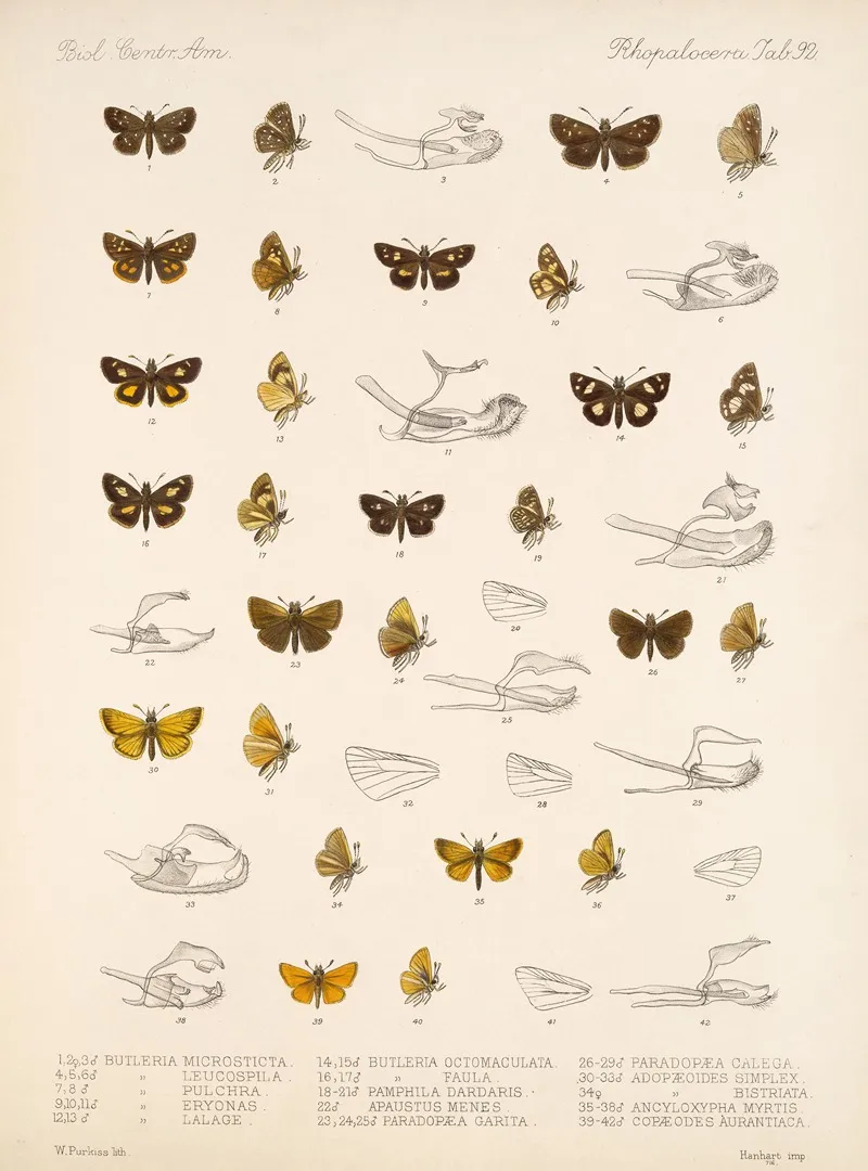Insecta Lepidoptera Rhopalocera Pl 093 Wall Art by Frederick DuCane Godman - High-Resolution Digital Print