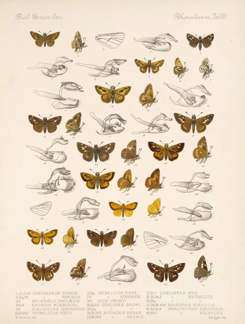 Insecta Lepidoptera Rhopalocera Pl 094 Wall Art by Frederick DuCane Godman - High-Resolution Digital Print