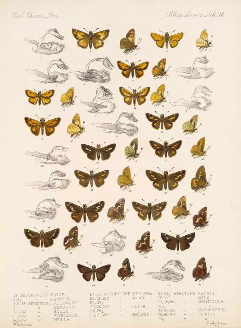 Insecta Lepidoptera Rhopalocera Pl 095 Wall Art by Frederick DuCane Godman - High-Resolution Digital Print