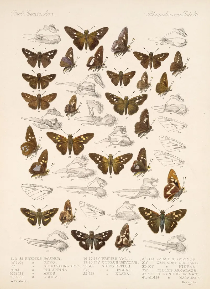 Insecta Lepidoptera Rhopalocera Pl 097 Wall Art by Frederick DuCane Godman - High-Resolution Digital Print