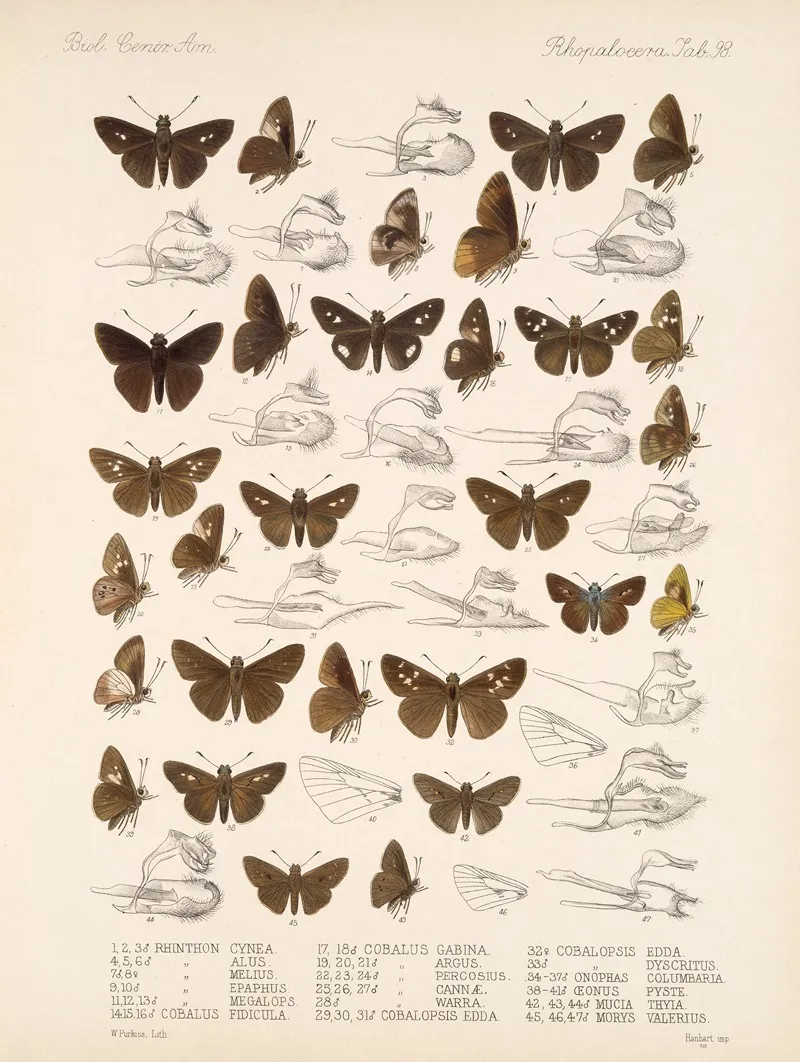 Insecta Lepidoptera Rhopalocera Pl 099 Wall Art by Frederick DuCane Godman - High-Resolution Digital Print
