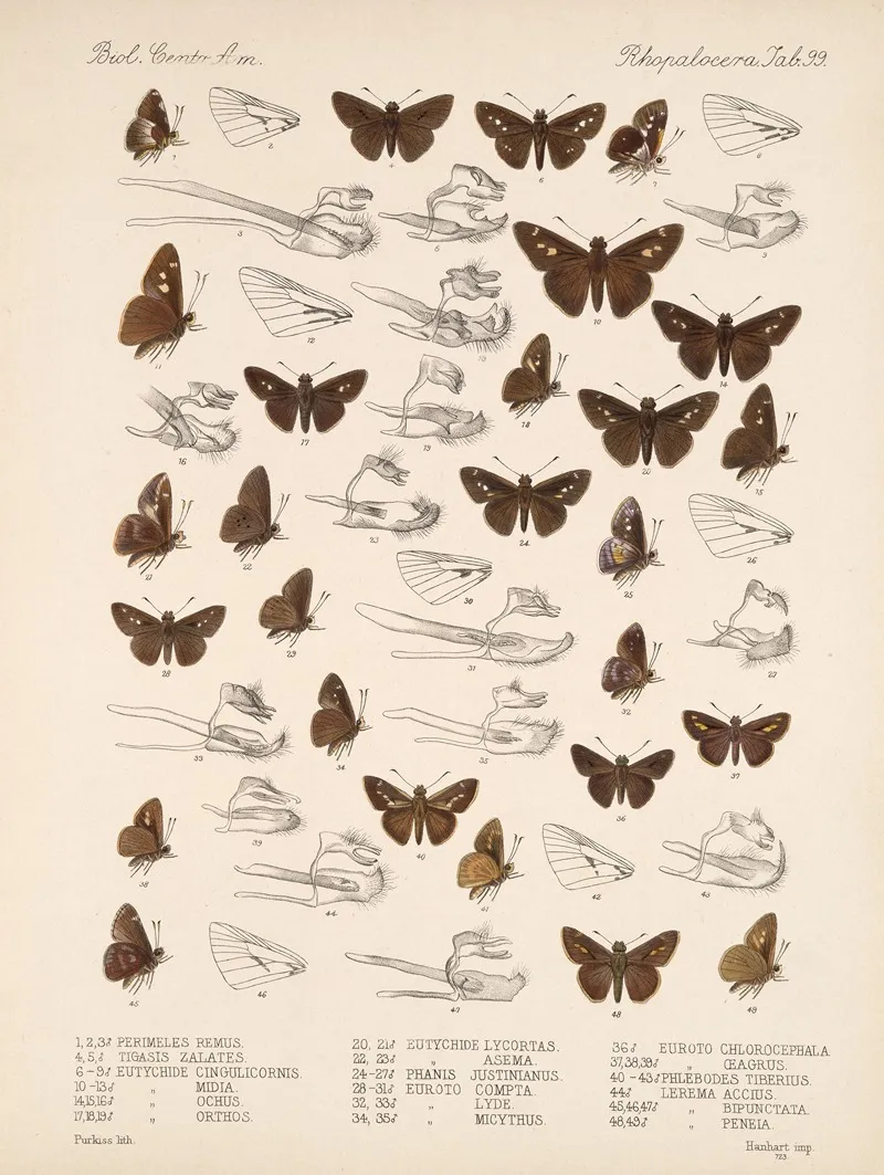 Insecta Lepidoptera Rhopalocera Pl 100 Wall Art by Frederick DuCane Godman - High-Resolution Digital Print