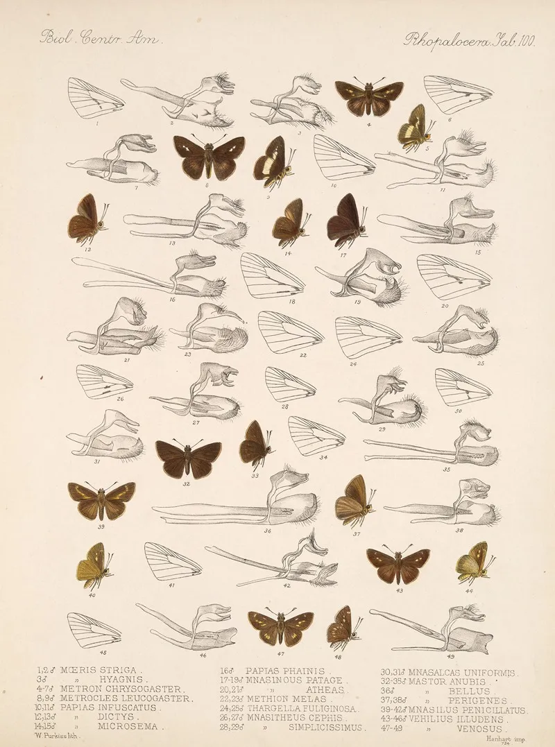 Insecta Lepidoptera Rhopalocera Pl 101 Wall Art by Frederick DuCane Godman - High-Resolution Digital Print