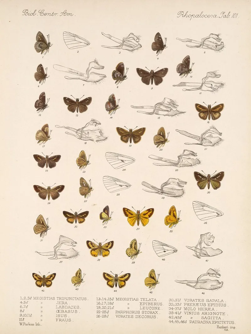 Insecta Lepidoptera Rhopalocera Pl 102 Wall Art by Frederick DuCane Godman - High-Resolution Digital Print