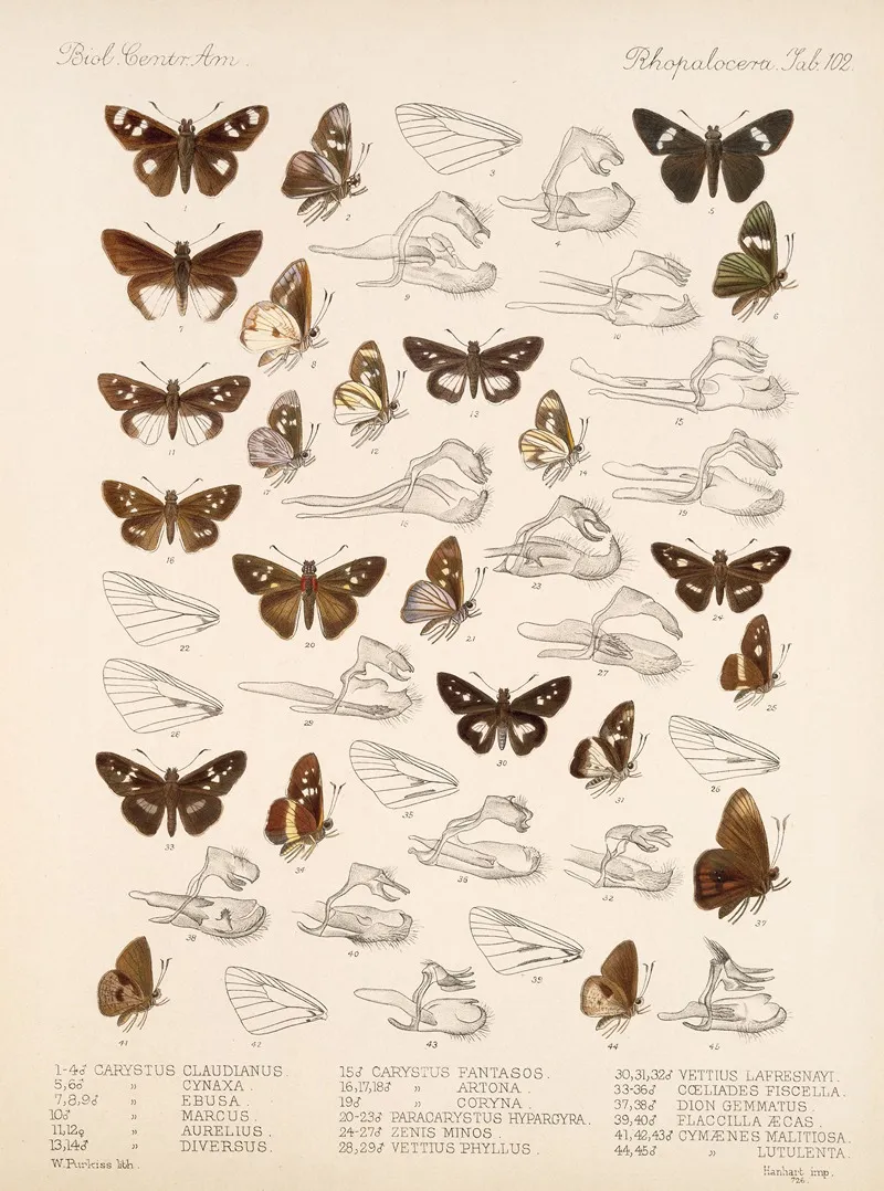 Insecta Lepidoptera Rhopalocera Pl 103 Wall Art by Frederick DuCane Godman - High-Resolution Digital Print