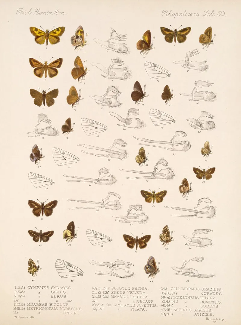 Insecta Lepidoptera Rhopalocera Pl 104 Wall Art by Frederick DuCane Godman - High-Resolution Digital Print