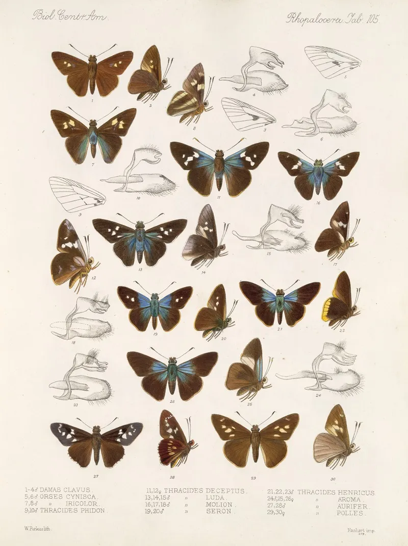 Insecta Lepidoptera Rhopalocera Pl 106 Wall Art by Frederick DuCane Godman - High-Resolution Digital Print