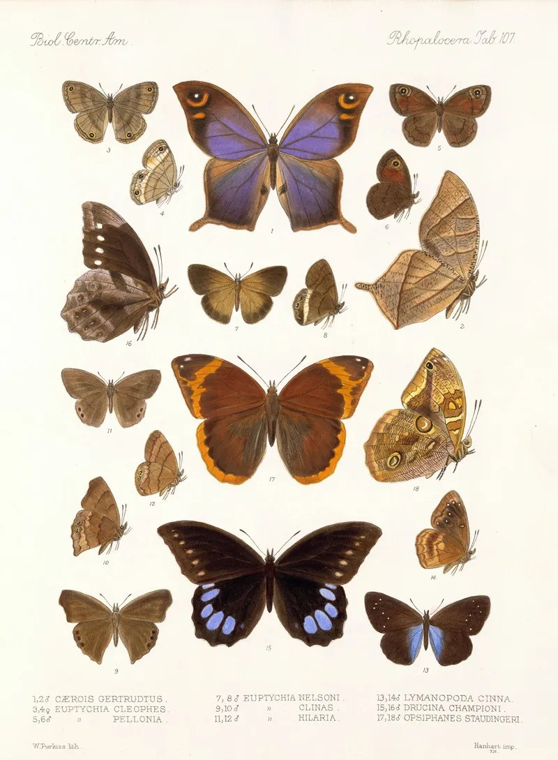 Insecta Lepidoptera Rhopalocera Pl 108 Wall Art by Frederick DuCane Godman - High-Resolution Digital Print