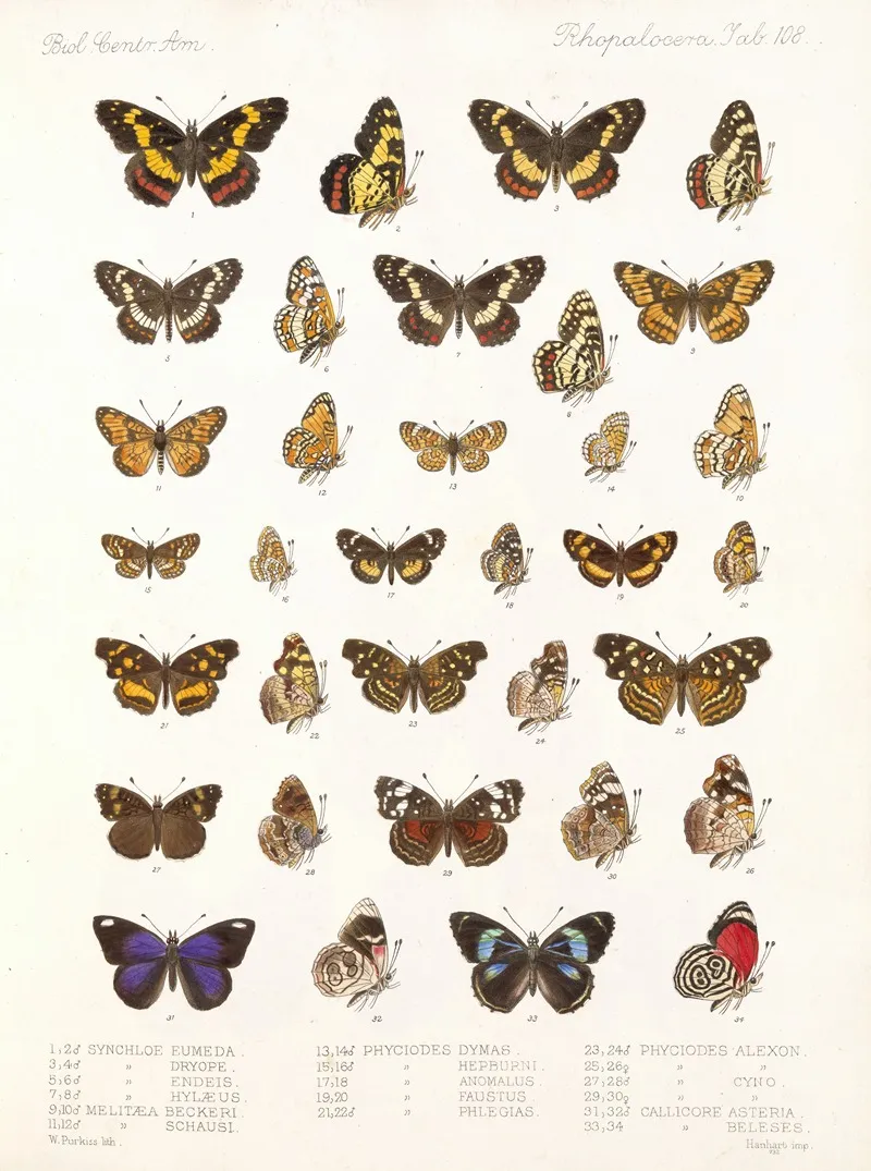 Insecta Lepidoptera Rhopalocera Pl 109 Wall Art by Frederick DuCane Godman - High-Resolution Digital Print