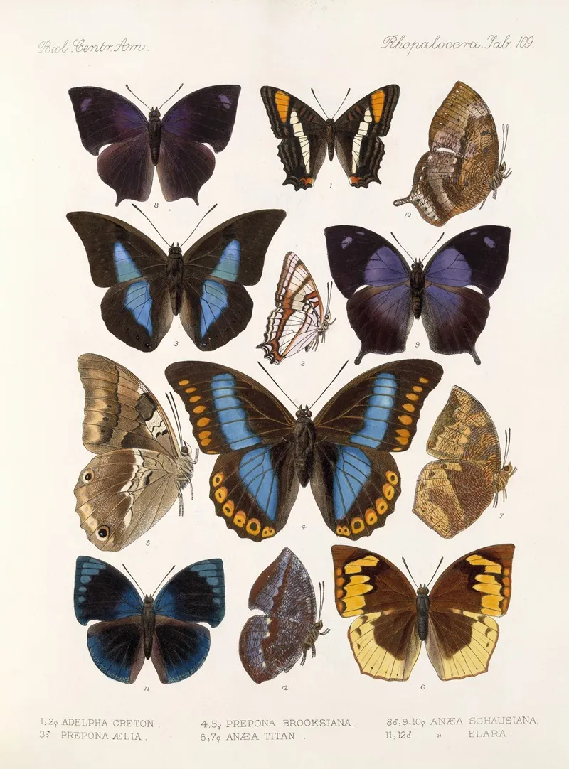 Insecta Lepidoptera Rhopalocera Pl 110 Wall Art by Frederick DuCane Godman - High-Resolution Digital Print