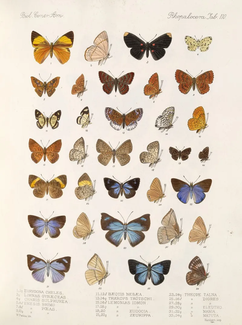 Insecta Lepidoptera Rhopalocera Pl 111 Wall Art by Frederick DuCane Godman - High-Resolution Digital Print