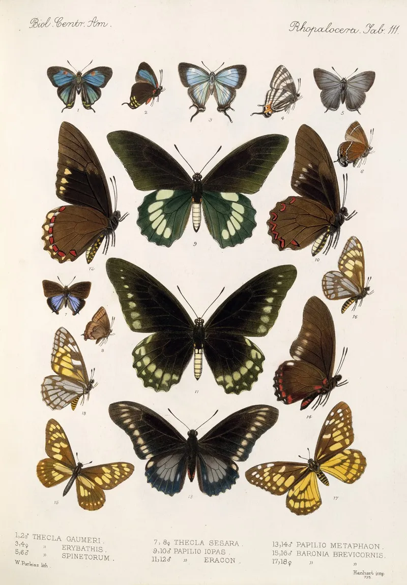Insecta Lepidoptera Rhopalocera Pl 112 Wall Art by Frederick DuCane Godman - High-Resolution Digital Print