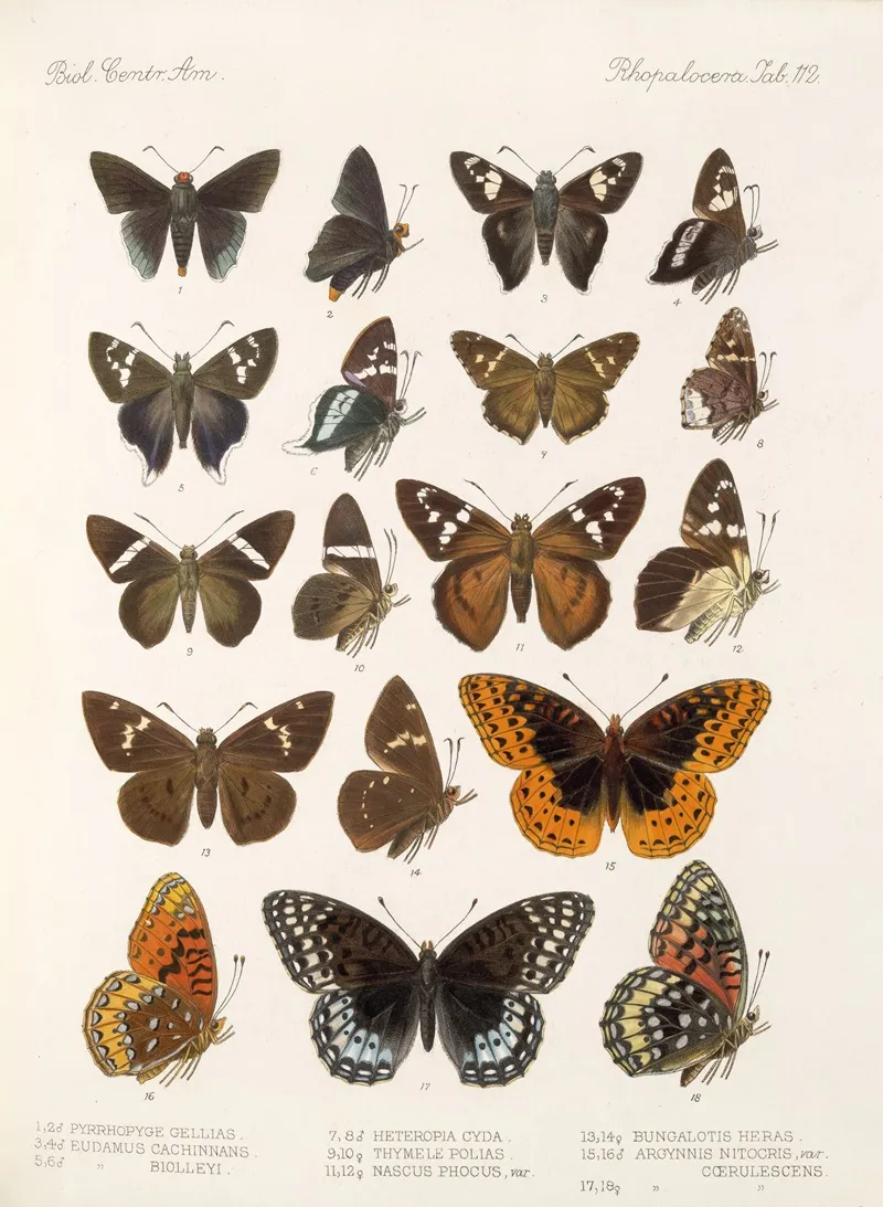 Insecta Lepidoptera Rhopalocera Pl 113 Wall Art by Frederick DuCane Godman - High-Resolution Digital Print