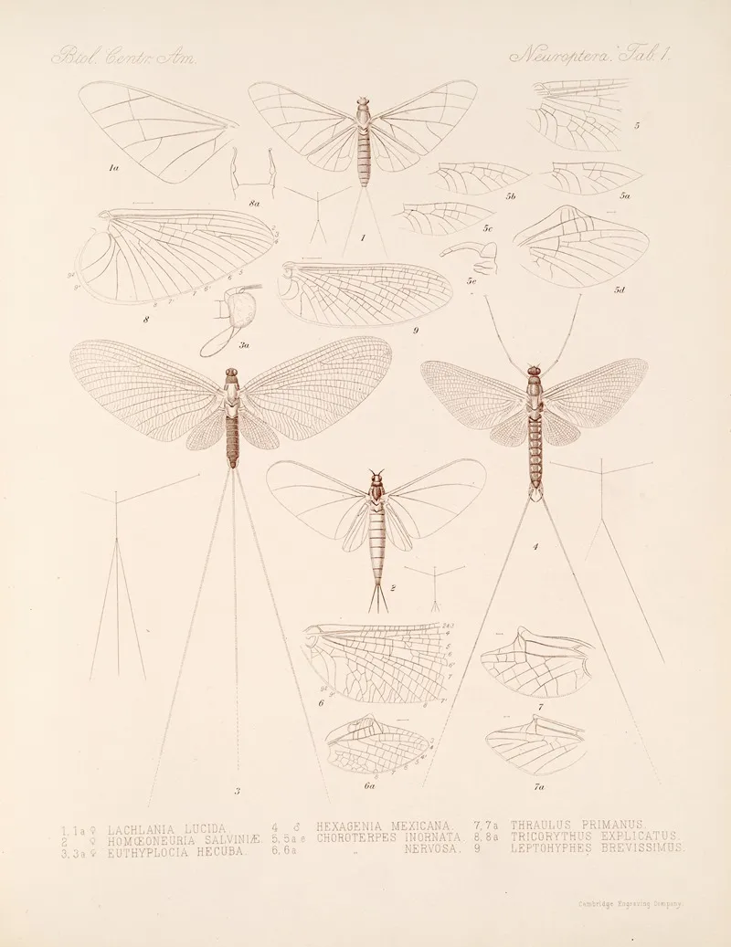 Insecta Neuroptera Pl 1 Wall Art by Frederick DuCane Godman - High-Resolution Digital Print