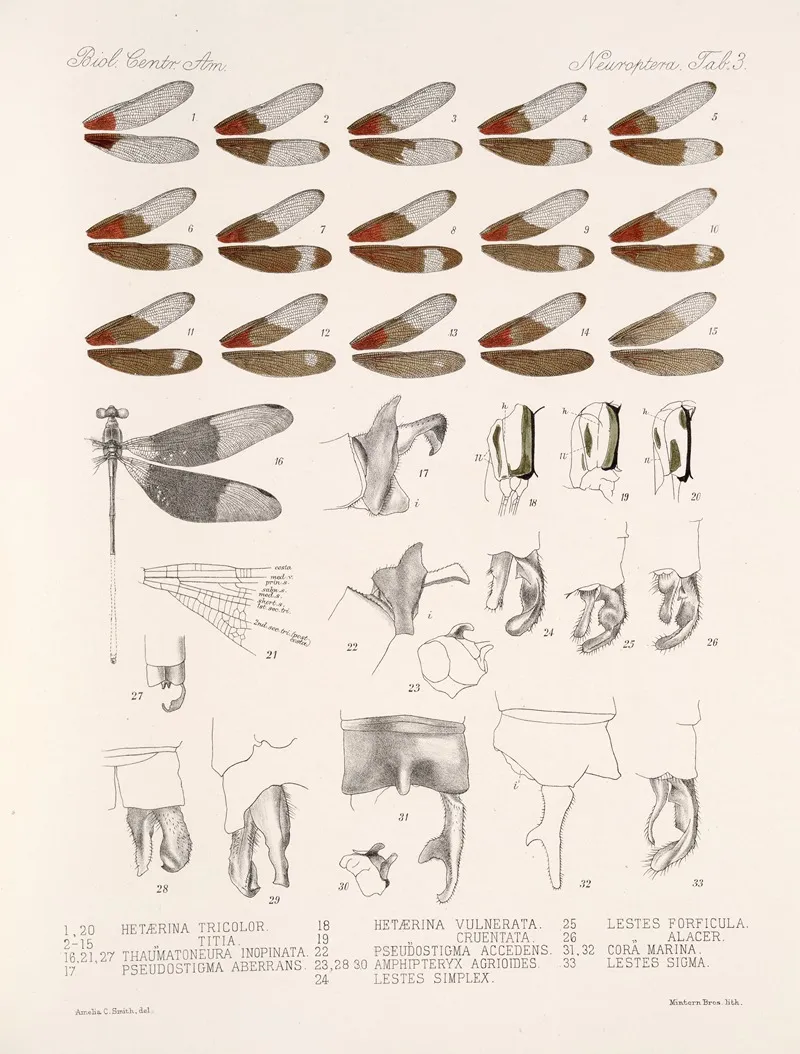 Insecta Neuroptera Pl 2 Wall Art by Frederick DuCane Godman - High-Resolution Digital Print