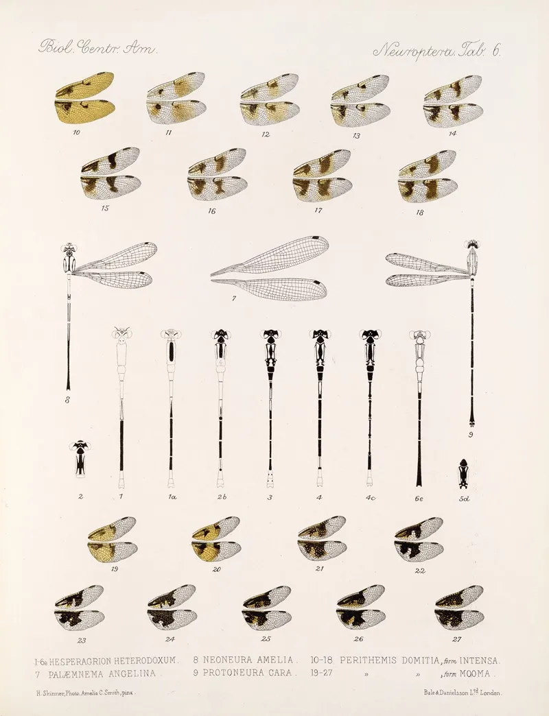 Insecta Neuroptera Pl 3 Wall Art by Frederick DuCane Godman - High-Resolution Digital Print