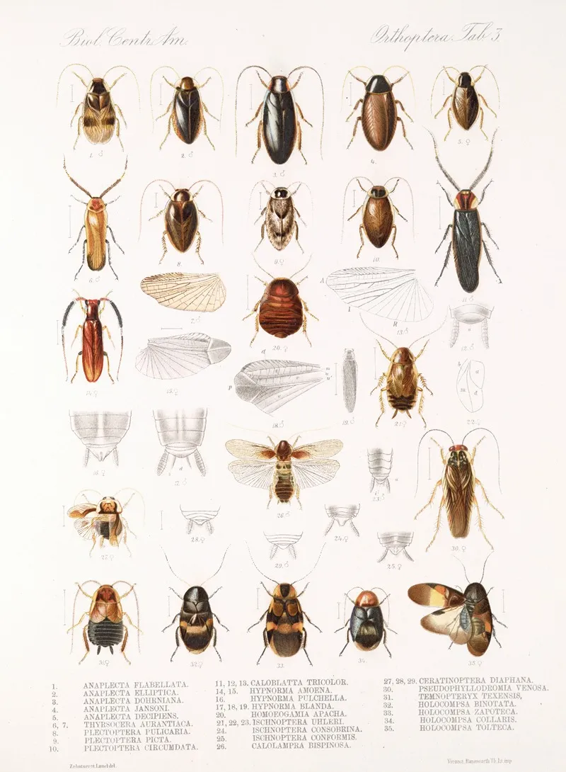 Insecta Orthoptera Pl 1 Wall Art by Frederick DuCane Godman - High-Resolution Digital Print