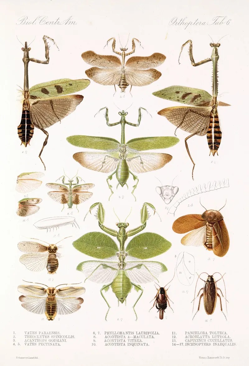 Insecta Orthoptera Pl 2 Wall Art by Frederick DuCane Godman - High-Resolution Digital Print