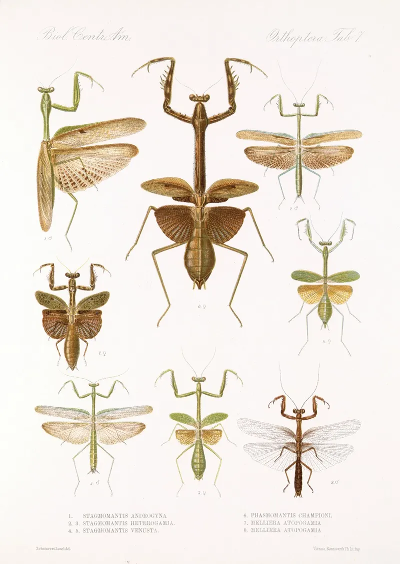 Insecta Orthoptera Pl 3 Wall Art by Frederick DuCane Godman - High-Resolution Digital Print