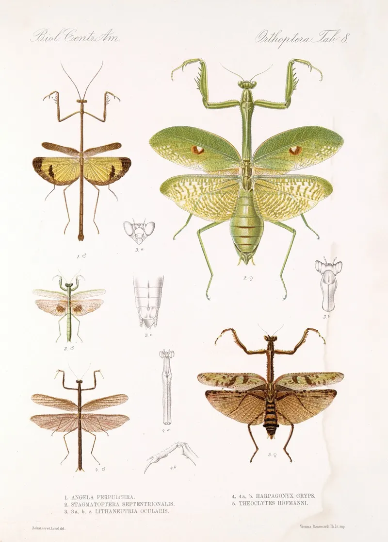 Insecta Orthoptera Pl 4 Wall Art by Frederick DuCane Godman - High-Resolution Digital Print