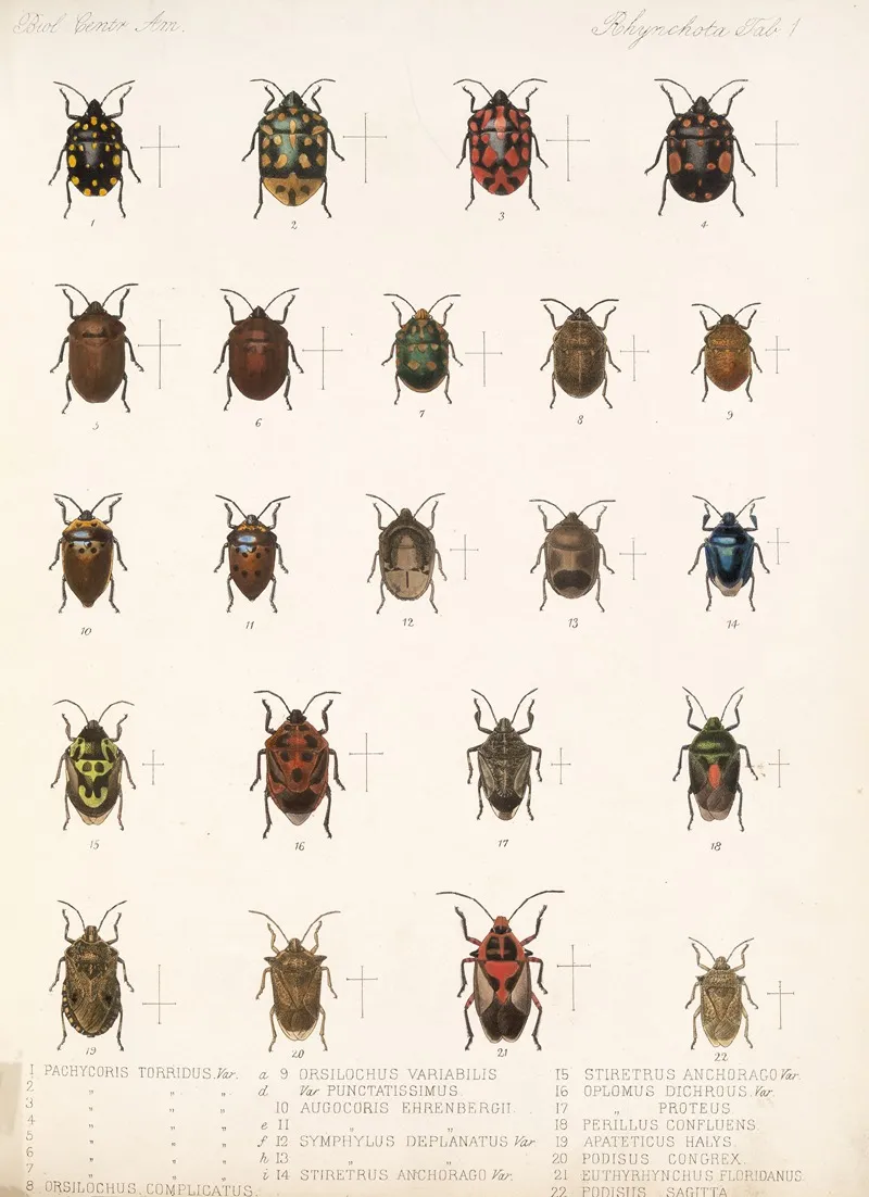 Insecta Rhynchota Hemiptera Heteroptera Pl 01 Wall Art by Frederick DuCane Godman - High-Resolution Digital Print