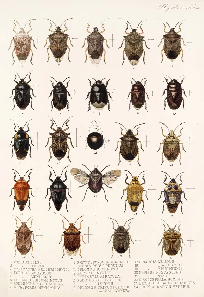 Insecta Rhynchota Hemiptera Heteroptera Pl 04 Wall Art by Frederick DuCane Godman - High-Resolution Digital Print