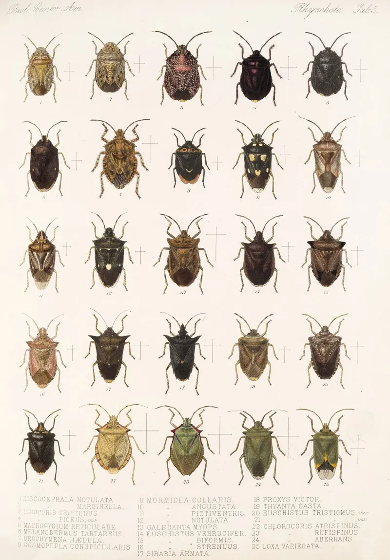Insecta Rhynchota Hemiptera Heteroptera Pl 05 Wall Art by Frederick DuCane Godman - High-Resolution Digital Print