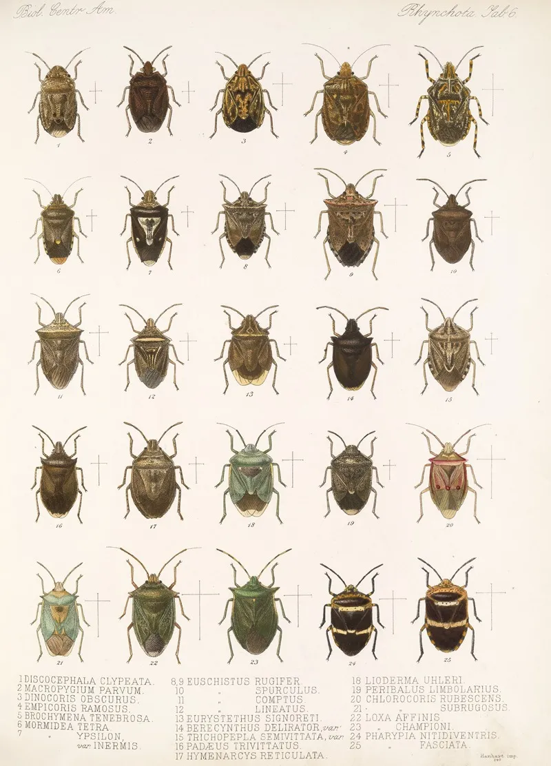 Insecta Rhynchota Hemiptera Heteroptera Pl 06 Wall Art by Frederick DuCane Godman - High-Resolution Digital Print