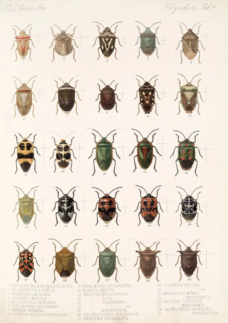 Insecta Rhynchota Hemiptera Heteroptera Pl 07 Wall Art by Frederick DuCane Godman - High-Resolution Digital Print